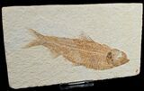 Large Knightia Fossil Fish - Wyoming #6562-1